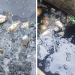 Kondisi Setu Bahar kian memprihatinkan Belum ada penanganan yang serius