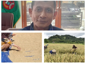 Ketua Komisi II DPRD Maluku Tegaskan Peran Bulog Serap Hasil Panen Petani 2026