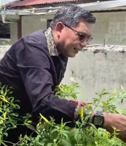 Panen Cabai di Halaman Rumah, Wali Kota Ambon Beri Contoh Hadapi Inflasi