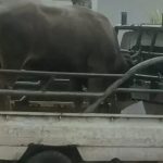 Pemkot Ambon Bagikan Hewan Kurban untuk Warga