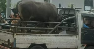 Pemkot Ambon Bagikan Hewan Kurban untuk Warga
